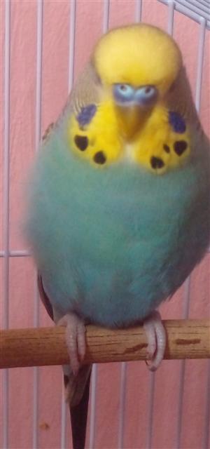 3 male budgies.