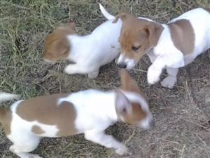 Jack Russell Pure Breed Puppies Junk Mail