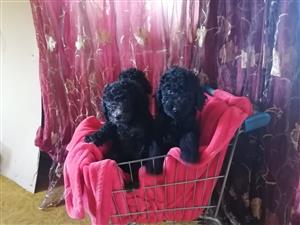 Standard poodle male puppies 