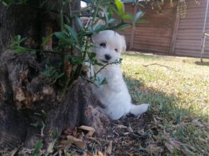 Beautiful Beige and white Maltese puppies for sale 