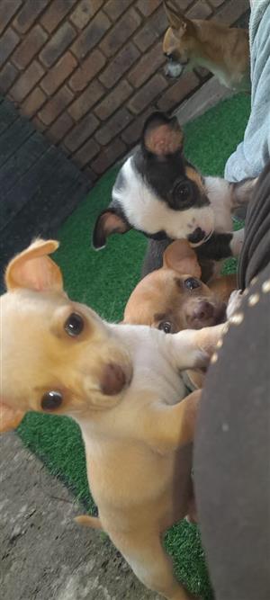 chihuahua puppies 