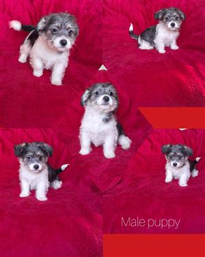 Morkie puppies