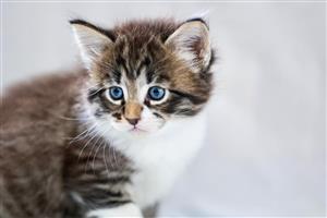 Beautiful Mainecoon kittens