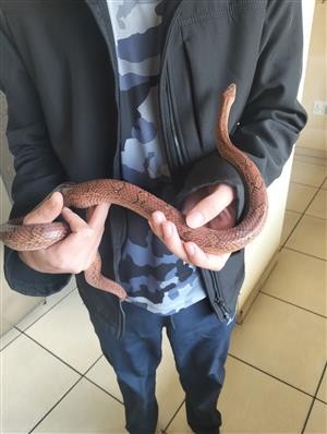 Corn snake with enclosure for sale 