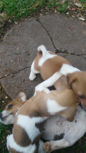 Jack Russel puppies ready for their new homes.
