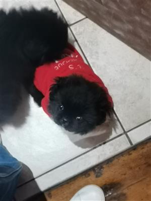 Black male Pekingese puppy for sale. 
