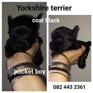 Yorkshire terrier babas
