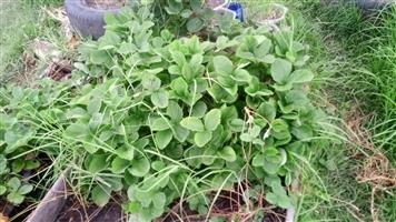Unpotted naturally grown strawberry plants available.. little soiled