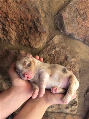 Australian shepherd 