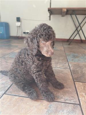 Standard French Poodles 