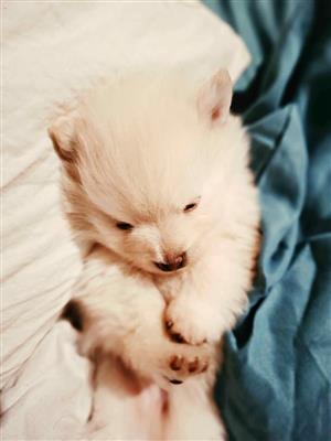 4-week-old male Pomeranian puppy 