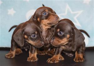 Miniture dachound puppies for sale