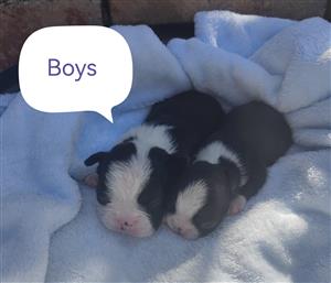 Boston Terrier Puppies
