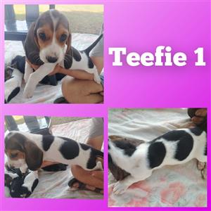 Basset hound puppies 