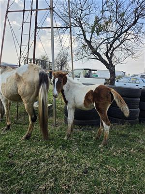 Pinto filly
