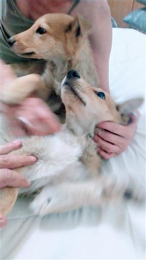 German Shepherd cross Lassie Collie puppies