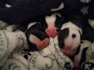Boston Terrier 