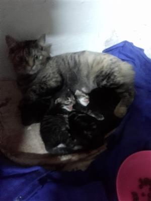 Baby cats up for sale 