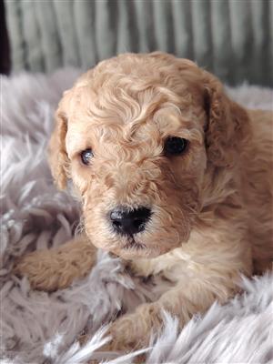 Cockapoo companions available 