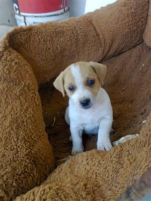 cucciolo Jack Russells 8 week short leg white and brown, For sale. From R999