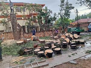Cheap Tree Felling