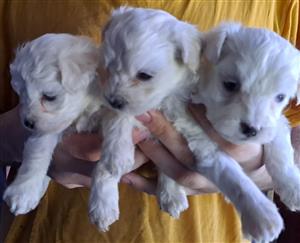 1x Male Maltese Poodle