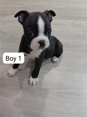 Boston Terrier Puppies
