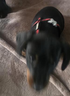 Male Dachshund Puppies
