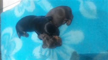 Miniature Dachshund In All Ads In South Africa Junk Mail
