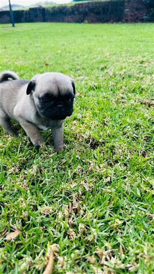 Pug puppies 