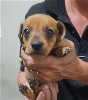 Duschound mix with jack russel