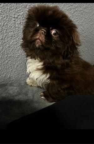 Pikganese puppies 