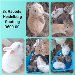 8x Rabbits