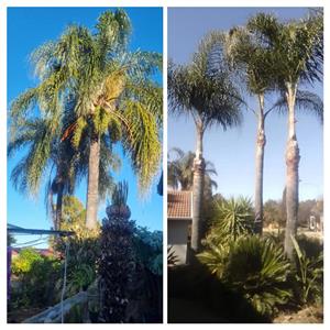 Palm pruning and rubbish removal