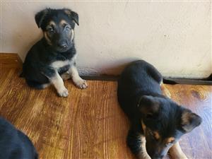 GERMAN SHEPHARD PUPPIES FOR SALE