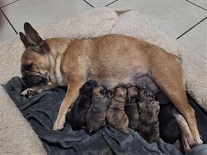 French Bulldog puppies