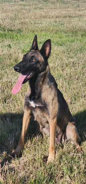 Dutch shepherd puppys