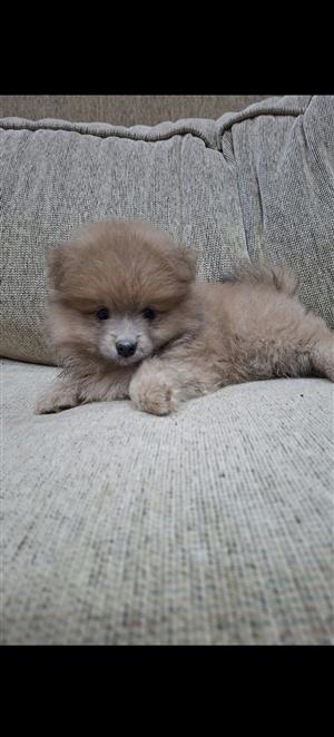  toypom puppy