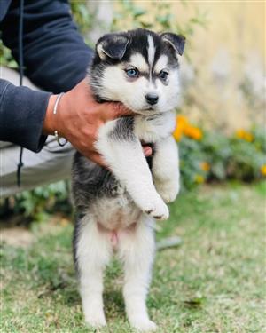 Adorable Male and female Blue eyes Husky puppies