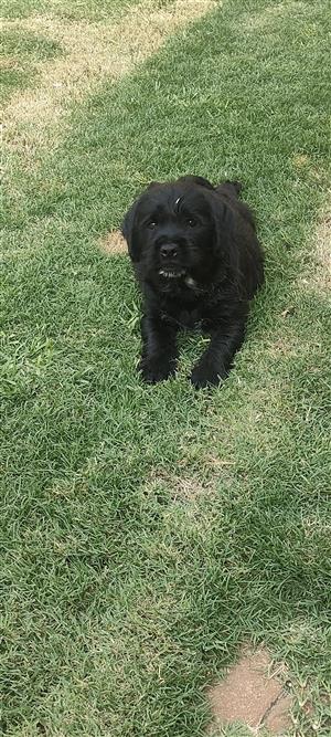 Cockapoo & PB puppies