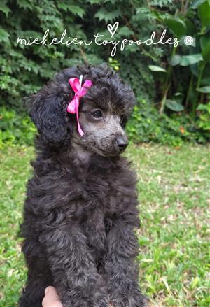 Kusa registered outlet toy poodle breeders