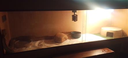Corn snake and cage