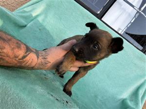 Belgian Malinois puppy's for sale 