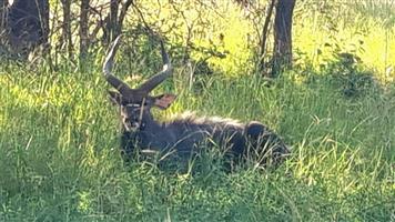 DUAL ACCESS, BUSHVELD CHARM, AND ZEBRA VIEWS—AN UNMATCHED OPPORTUNITY