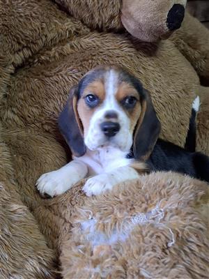 Adorable Pure bred  Beagle puppy's 