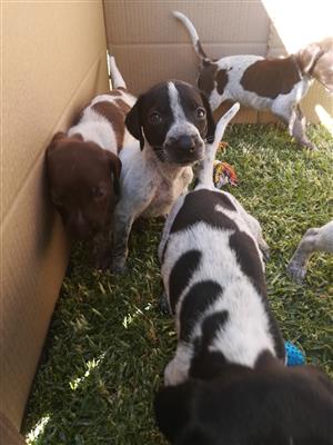 German Shorthair Pointer X Redtick Coonhoud Puppies Junk Mail