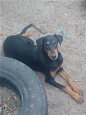4 months old Doberman puppy