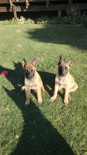 Belgium Malinois Puppies available - 3 Males - From strong bloodlines.