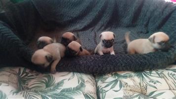 Pug Puppy's for sale 