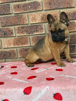 Beautiful French bulldog puppies available